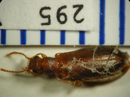 Mycteridae