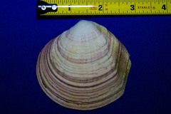Semele decisa