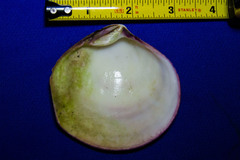 Semele decisa