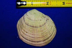 Semele decisa