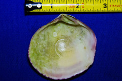 Semele decisa