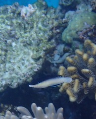 Anampses neoguinaicus
