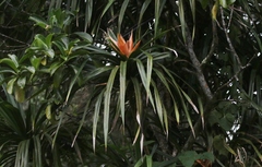 Freycinetia arborea