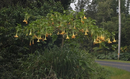 Brugmansia candida observed 2018-09-14