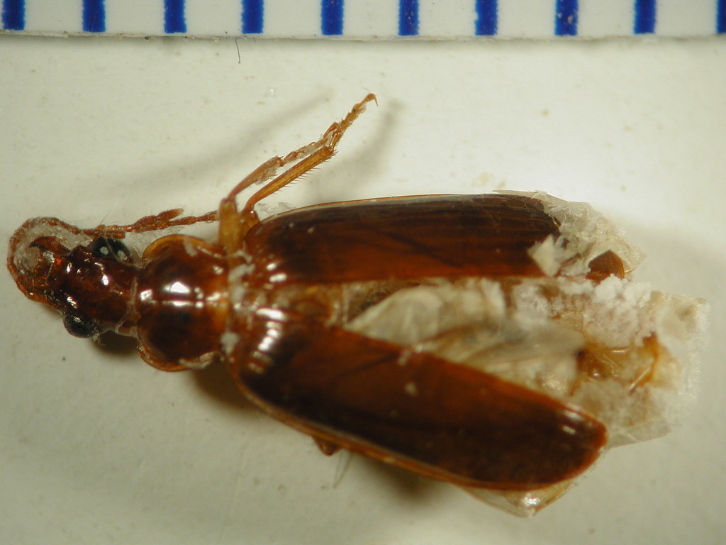 Amblytelus
