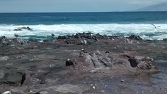 Leucophaeus modestus