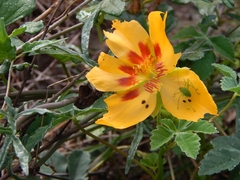 Cochlospermum wrightii