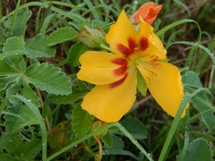 Cochlospermum wrightii