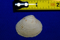 Chione undatella