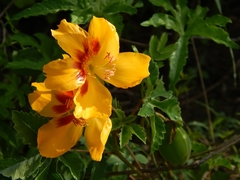 Cochlospermum wrightii