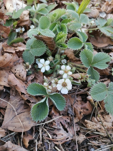 Image of Potentilla carniolica by (c) Ljaž, some rights reserved (CC BY)