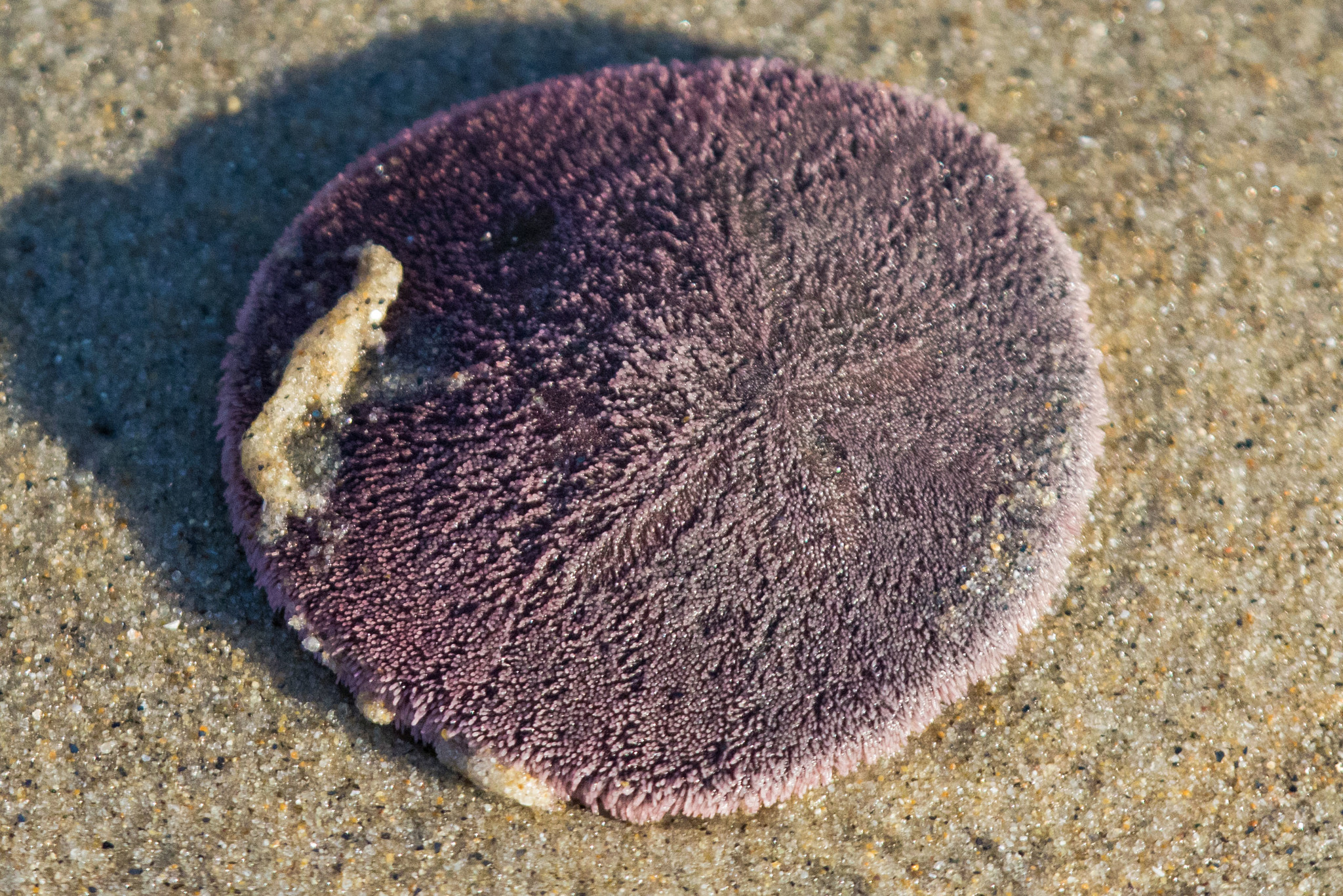 Is a Sand Dollar Alive?