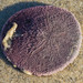 Eccentric Sand Dollar - Photo (c) BJ Stacey, some rights reserved (CC BY-NC), uploaded by BJ Stacey