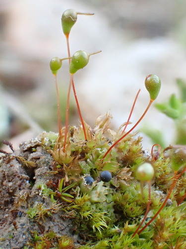 Muhlenberg's Cord-moss