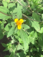 Sclerocarpus phyllocephalus