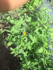 Sclerocarpus phyllocephalus