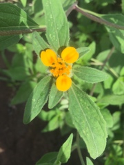 Sclerocarpus phyllocephalus