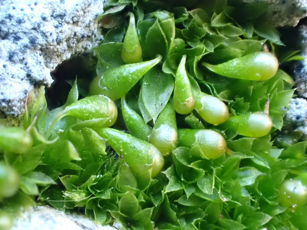 Funariella curviseta