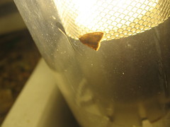 Anachrostis