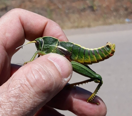 Pamphagus elephas