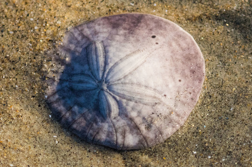 Eccentric Sand Dollar, photo 6 of 10