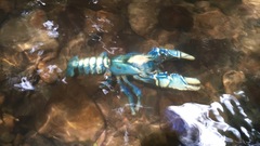 Euastacus sulcatus