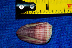 Paraconcavus pacificus