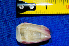 Paraconcavus pacificus