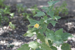 Allowissadula holosericea