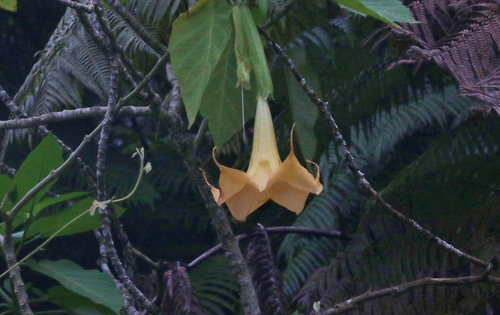 Brugmansia candida observed 2018-09-14