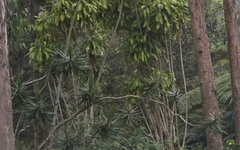 Dracaena fragrans