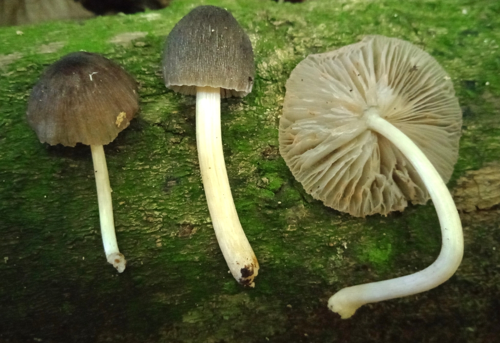 Pluteus longistriatus · April 2023 · photo: © deniszabin (iNaturalist, cc-by)