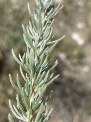 Eriocephalus microphyllus var. pubescens image