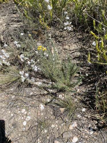 Eriocephalus microphyllus var. pubescens image