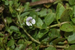 Veronica serpyllifolia serpyllifolia