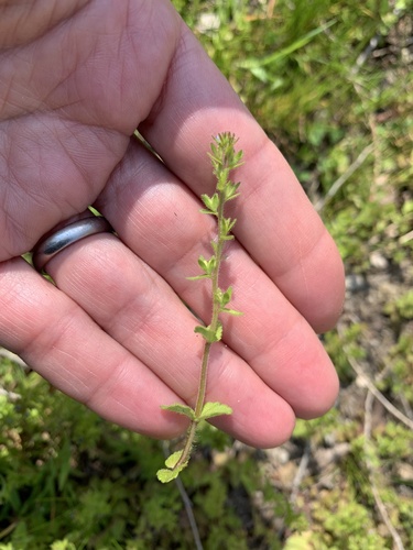 Poljska čestoslavica (Veronica arvensis)
