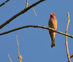 Haemorhous mexicanus
