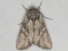 Lacinipolia acutipennis