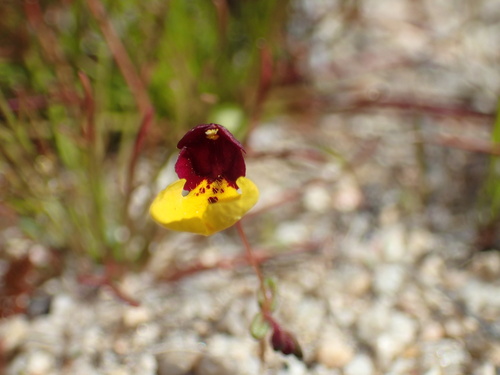 Image of Erythranthe shevockii by (c) Justin Paulin, some rights reserved (CC BY)