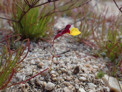 Image of Erythranthe shevockii by (c) Justin Paulin, some rights reserved (CC BY)