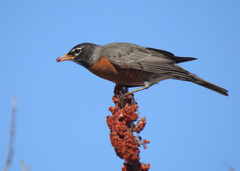 Turdus migratorius image