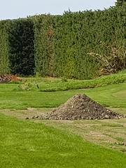 Egretta novaehollandiae