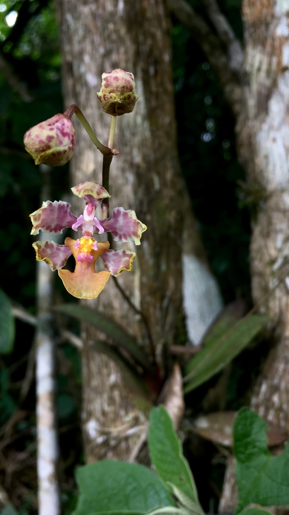 Trichocentrum andreanum