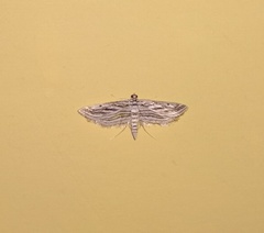 Parapoynx fluctuosalis