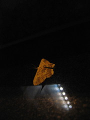 Ruttellerona pseudocessaria