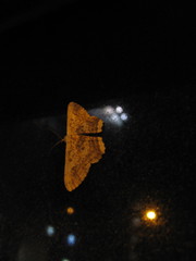 Ruttellerona pseudocessaria