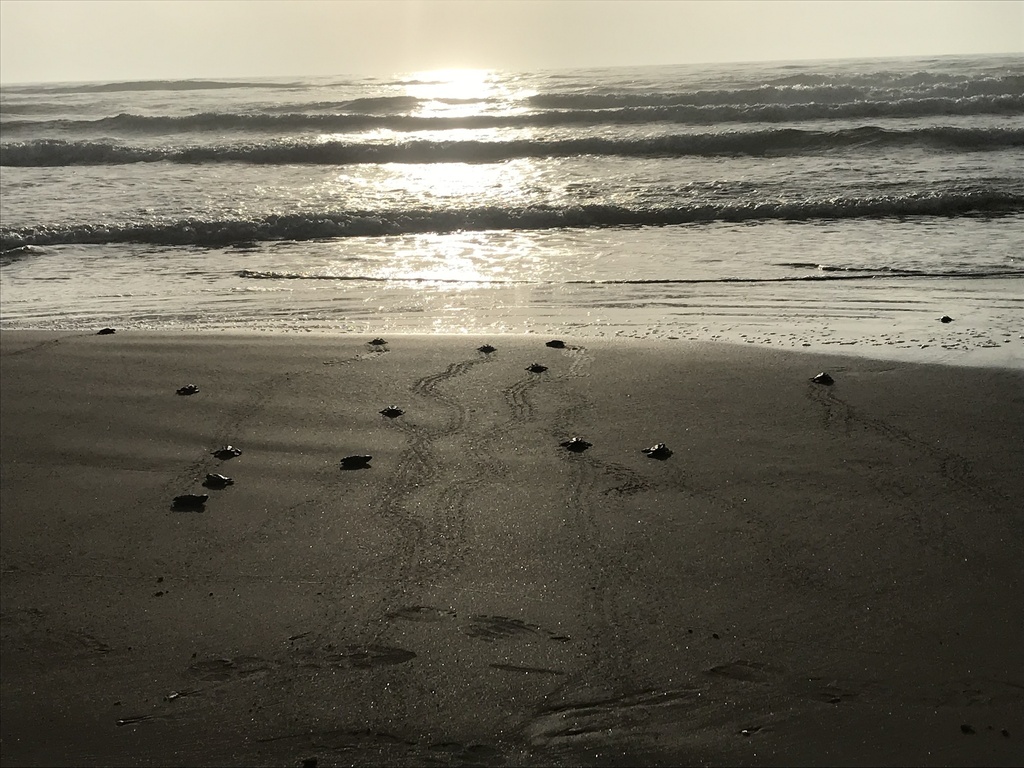 Kemp's Ridley Sea Turtle in July 2019 by Luis Alfredo Cárcamo Gómez ...