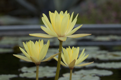Nymphaea mexicana