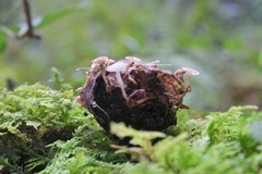 Hymenoscyphus fructigenus image