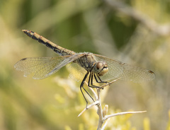 Sympetrum semicinctum